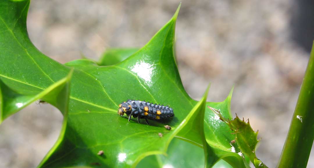 Ladybird larva on a holly leaf
