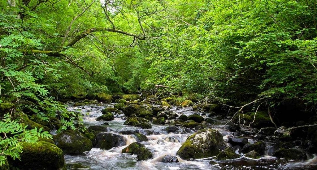 Ash and hazel woodland growing along an Irish river