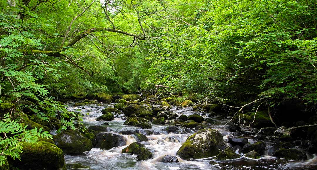 Crann - Trees for Ireland | Working for Trees and Woodlands