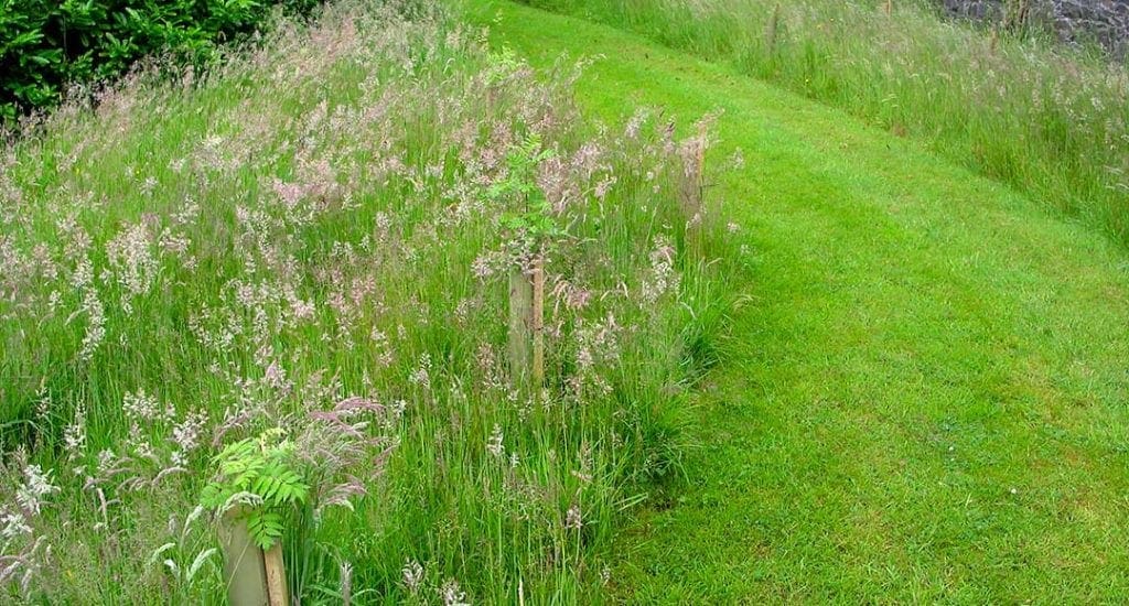 Grants for tree planting Crann Trees for Ireland